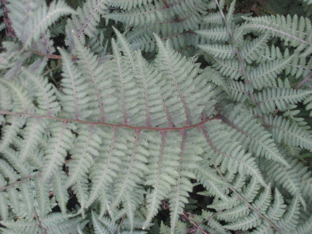 fern ghost 11-6-09 352.jpg