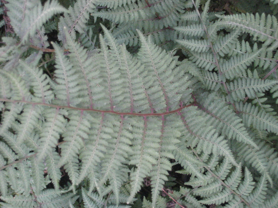 fern ghost 11-6-09 352.jpg