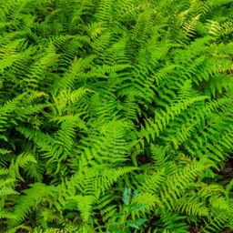fern_hayscented_.jpg