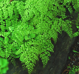 fern_himalayan_maidenhair[1].jpg