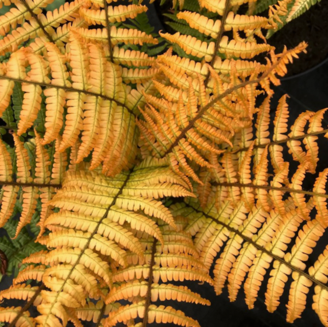 fern_jurassic_gold_.jpg