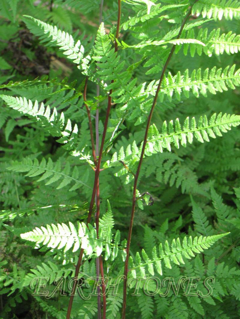 fern lady in red.jpg