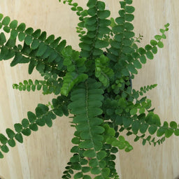 fern_lemon_button.jpg