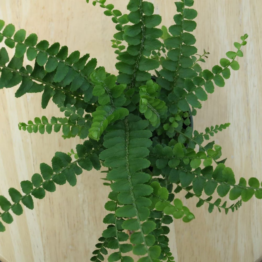 fern_lemon_button.jpg