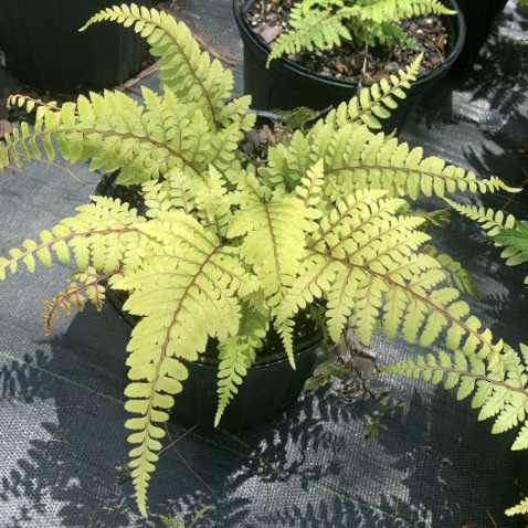 fern limelight lady.png