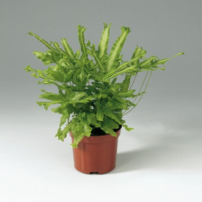 fern_mayi.jpg