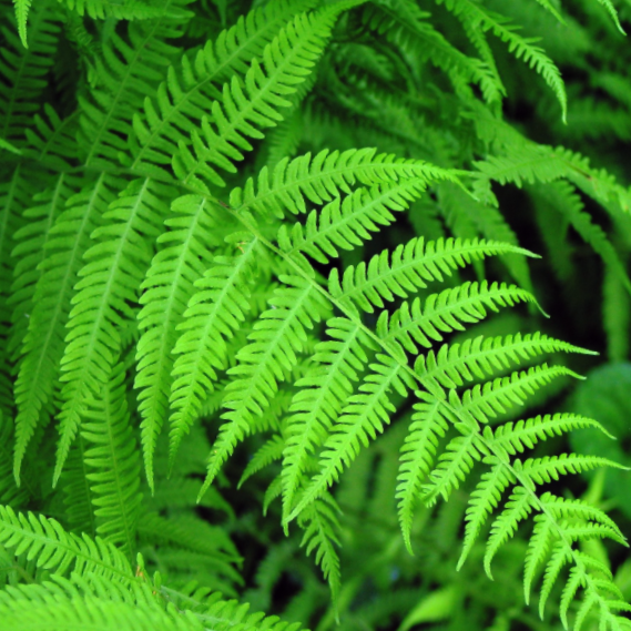 fern_new_york_.jpg