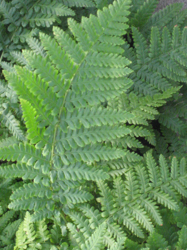 fern ostrich 11-6-09 377.jpg