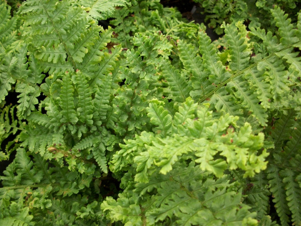 fern parsely a.jpg
