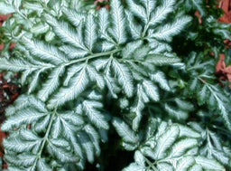 fern_silver_lace.JPG