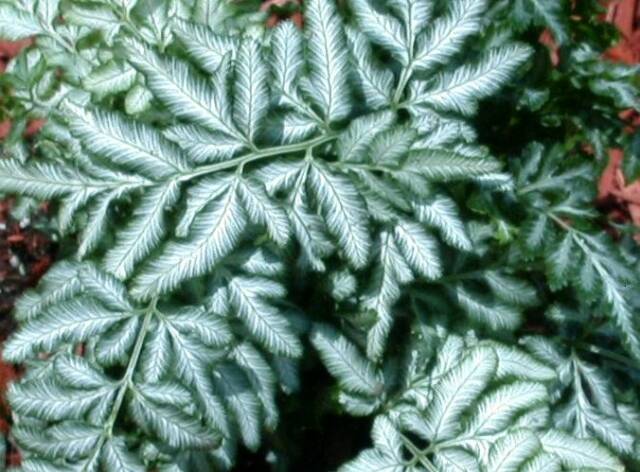 fern_silver_lace.JPG