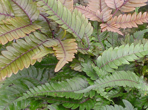 fern_tricolor.jpg