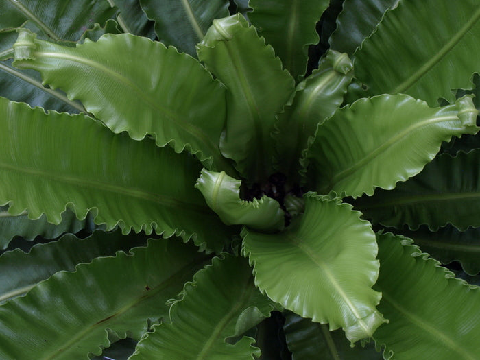 fern_victoria_birds_nest.jpg