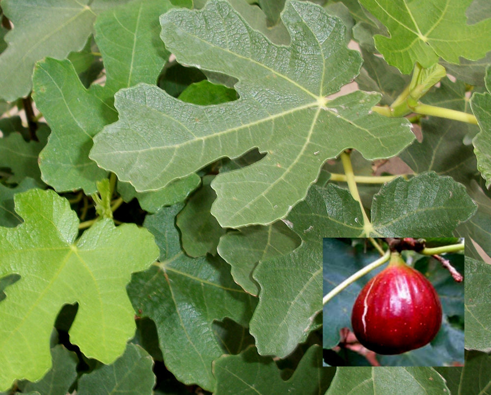 ficus brown turkey.jpg