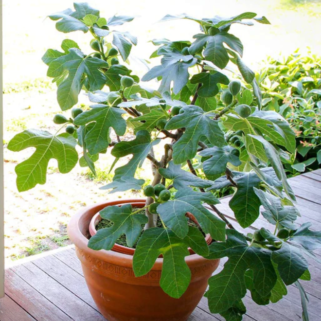 ficus fignomenal.png