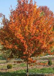 fire king hornbeam.jpg