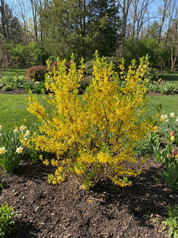 forsythia_lynwood_gold_04072026.png