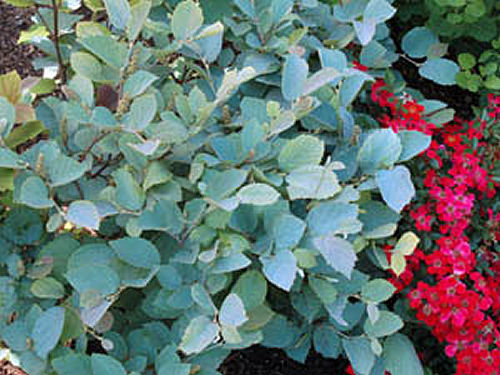 fothergilla_blue_shadow.jpg