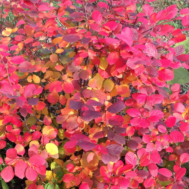fothergilla legand fall.png