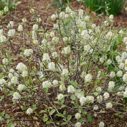 fothergilla_legand_of_the_small_.png