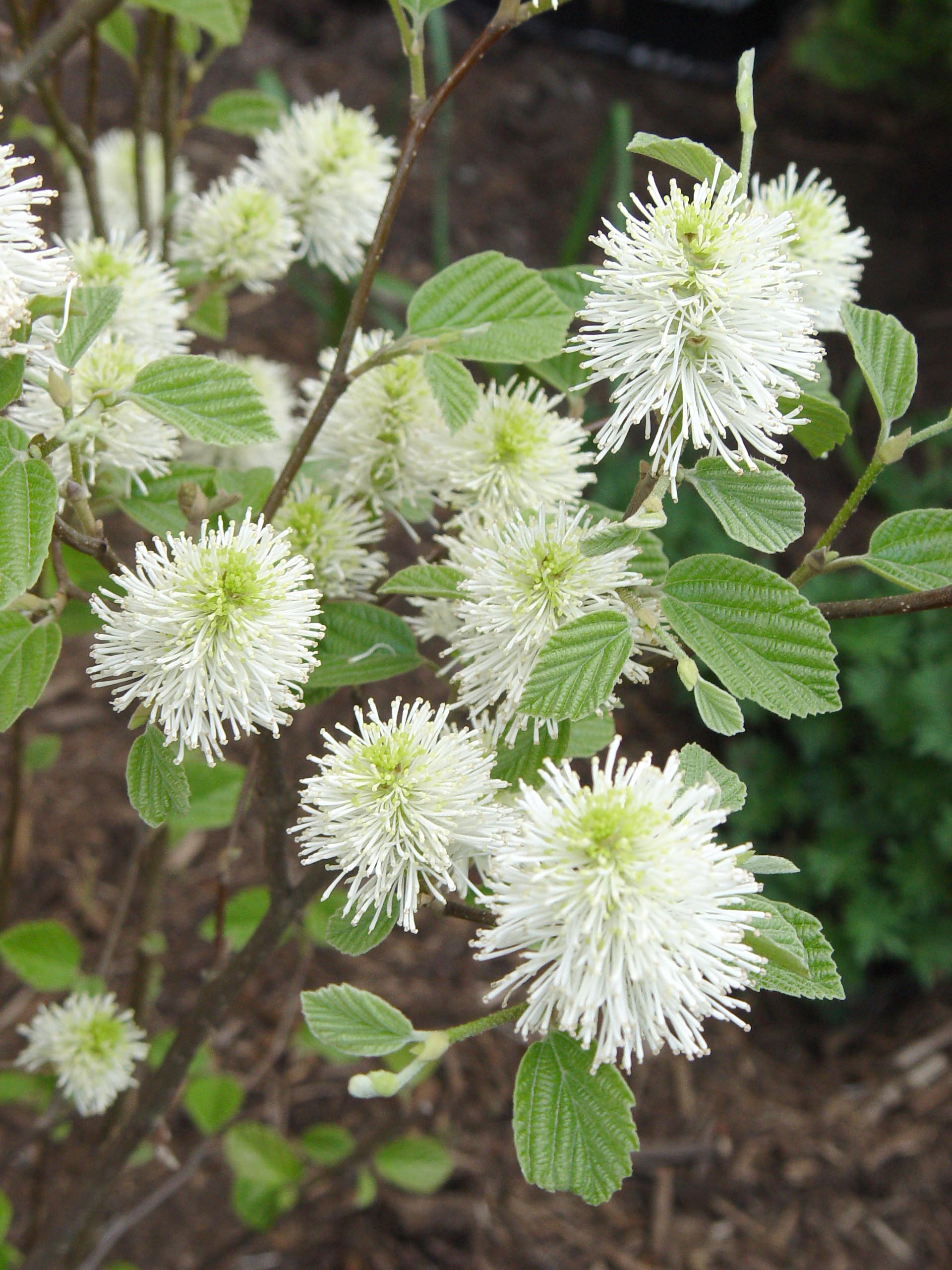 fothergilla mtairy.jpg