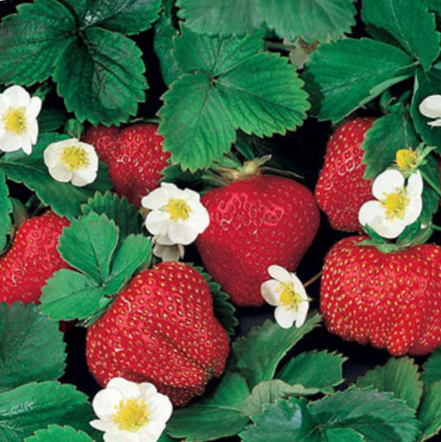 fragaria_ozark_beauty.jpg.png