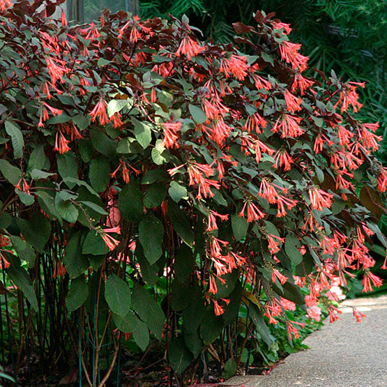 fuchsia%20hybrid%20agartenmeiser%20bonstedt[1].jpg