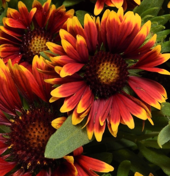 gaillardia_spintop_orange_halo_.jpg