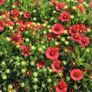gaillardia_spintop_red_.jpg