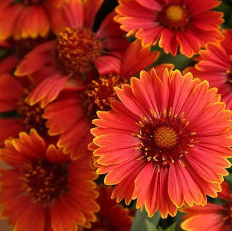 gaillardia_spintop_yellow_touch_.jpg
