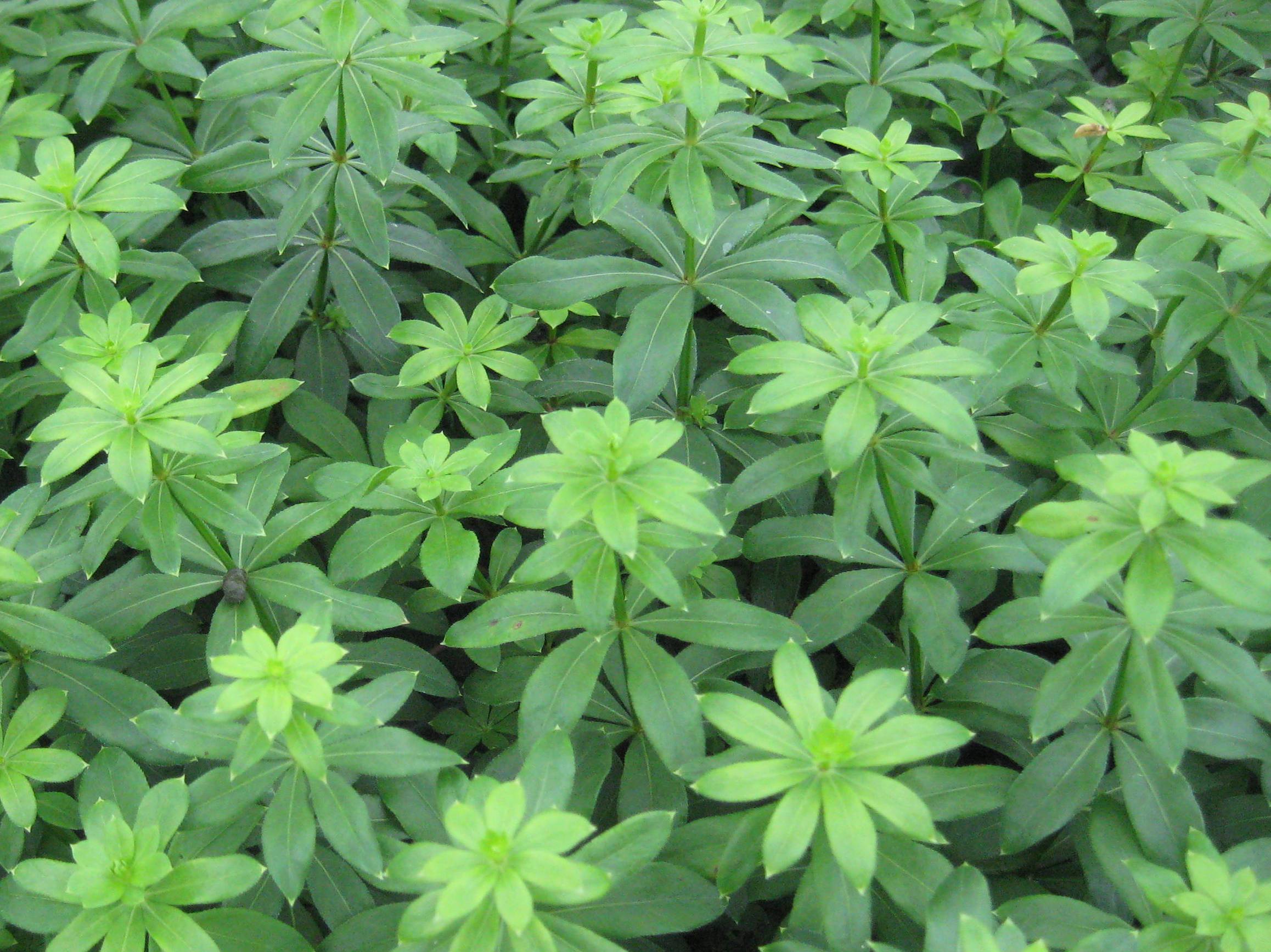 galium odoratum.jpg