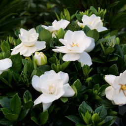 gardenia steady as she goes.png
