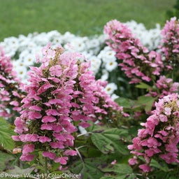 gatsby_pink_hydrangea-1.jpg