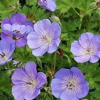 geranium_azure_rush_.jpg