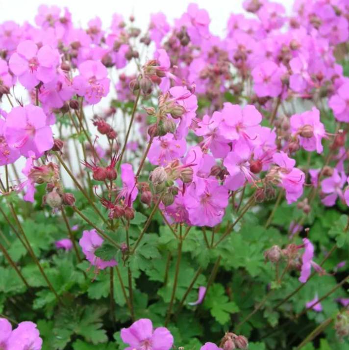 geranium_biokovo_karmina.png