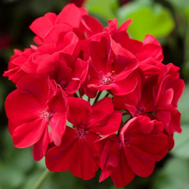 geranium_call_dark_red.png