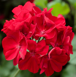 geranium_call_dark_red.png