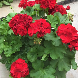 geranium_calliope_dark_red_.jpg