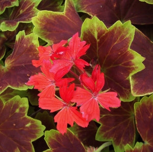 geranium_fancy_leaf_vancouver_centennial[2].jpg