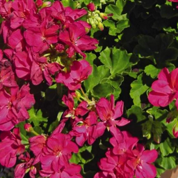 geranium_idols_neon_violet.png