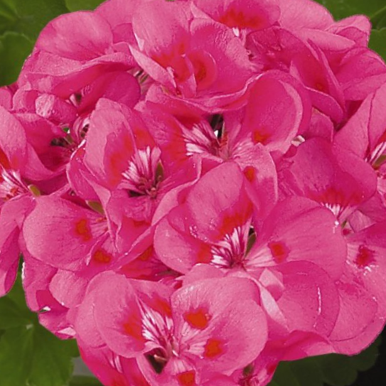 geranium_idols_pink_parfait.png