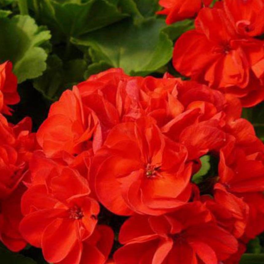 geranium_m_idols_dk _red.png