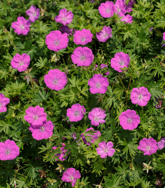 geranium_max_frei[1].jpg