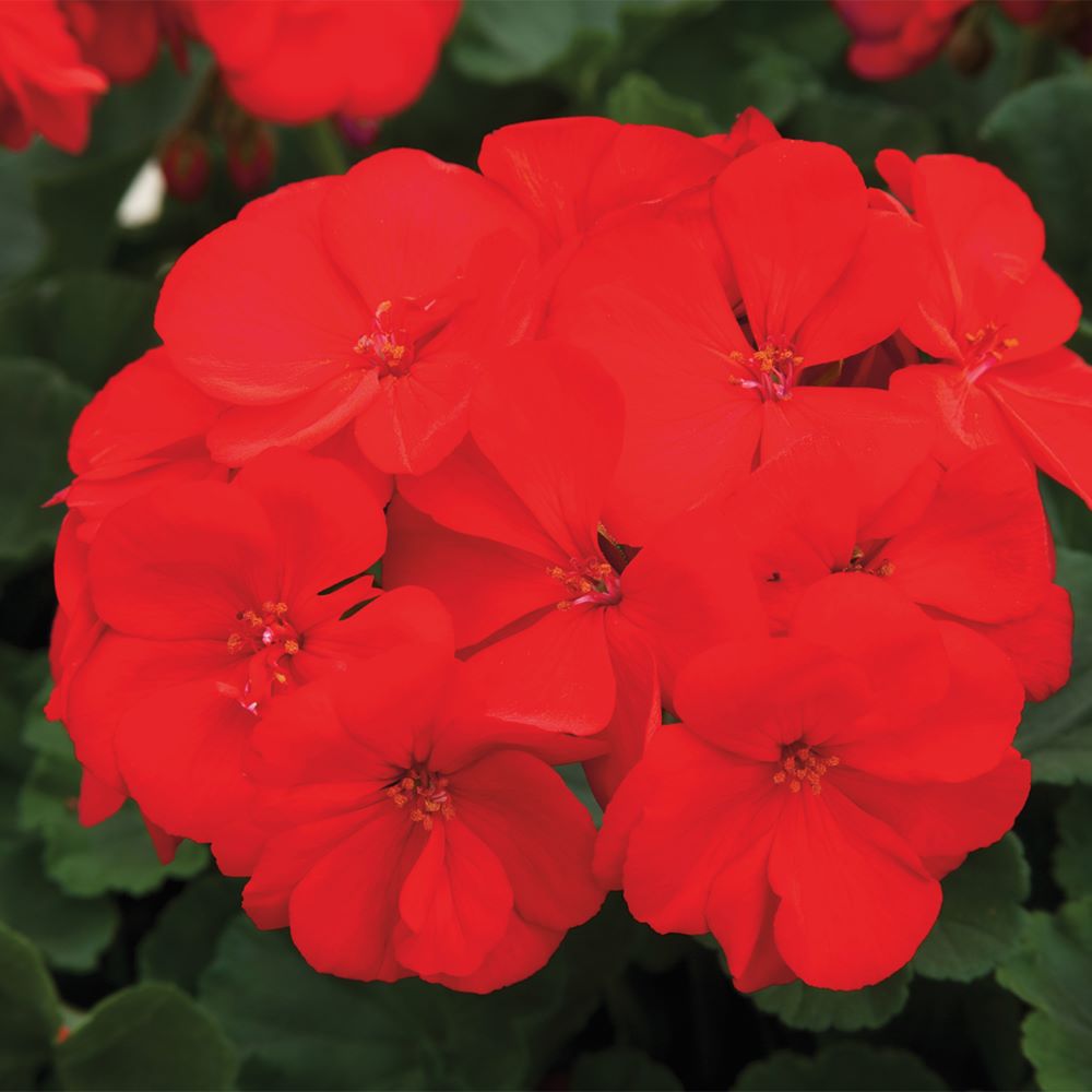 geranium_rocky_mt_dark_red.jpg