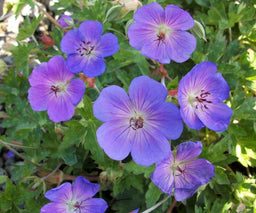 geranium rosanne.jpg