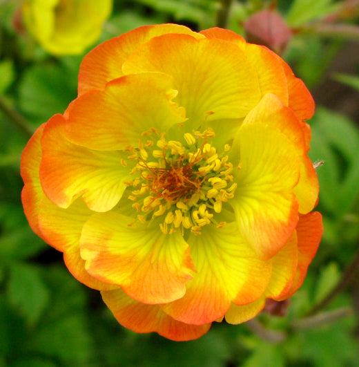 geum_cocktail_tequila_sunrise[1].jpg