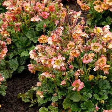 geum_pretticoats_peach_.jpg