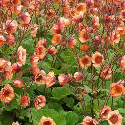 geum_tempo_orange_.jpg