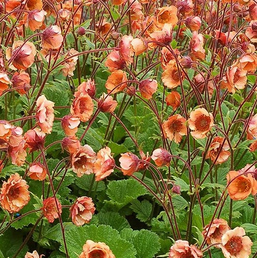 geum_tempo_orange_.jpg