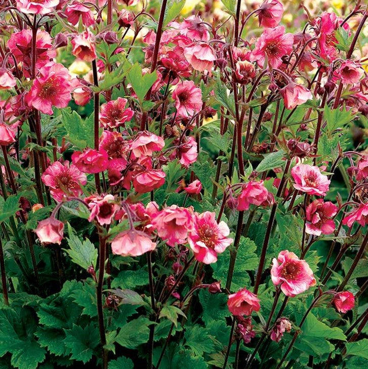 geum_tempo_rose.jpg